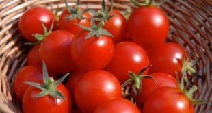 فواید مصرف گوجه فرنگی